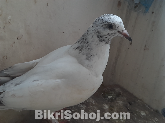 ২ মাসের একটা নর কবুতর